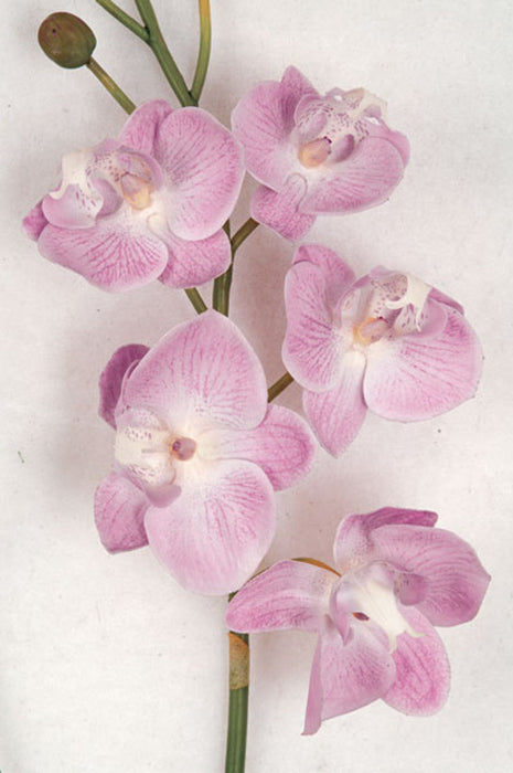 18" Phalaenopsis Orchid With Roots Silk Flower Stem -Rose Pink (Pack of 4) - P-110726