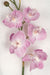 18" Phalaenopsis Orchid With Roots Silk Flower Stem -Rose Pink (Pack of 4) - P-110726