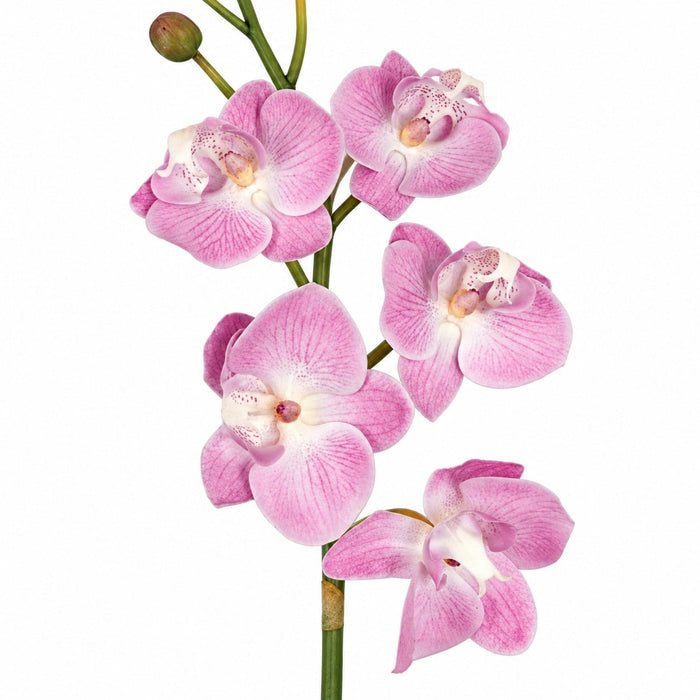 18" Phalaenopsis Orchid With Roots Silk Flower Stem -Rose Pink (Pack of 4) - P-110726