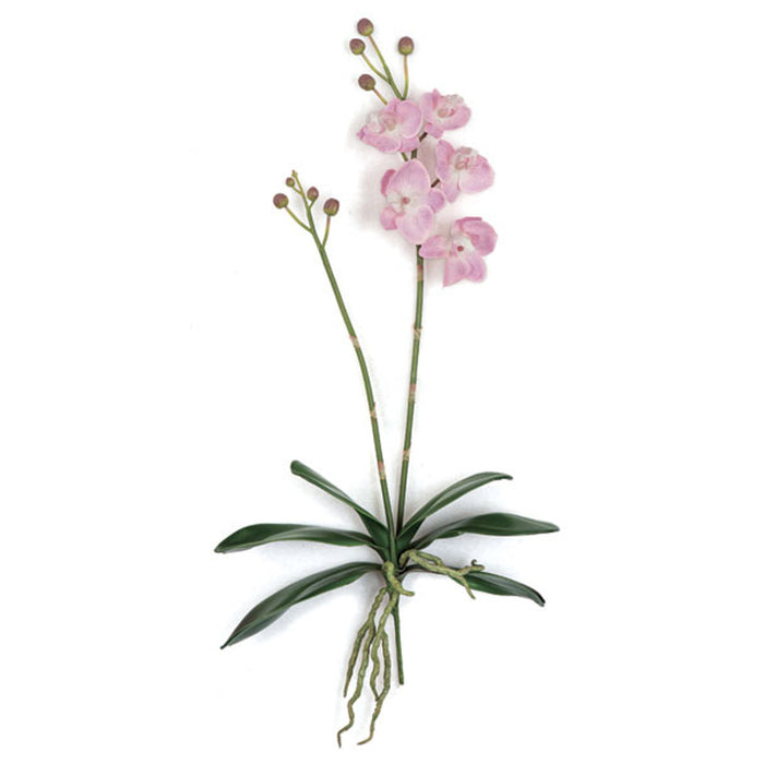 18" Phalaenopsis Orchid With Roots Silk Flower Stem -Rose Pink (Pack of 4) - P-110726