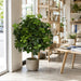 45"Hx35"W Artificial Schefflera Leaf Ball-Shaped Artificial Topiary Tree w/Pot -Green - P111360
