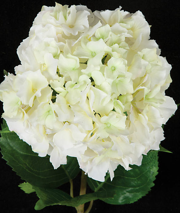 37" Faux Hydrangea Flower Stem -Cream/White (Pack of 6) - P130683