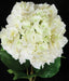 37" Faux Hydrangea Flower Stem -Cream/White (Pack of 6) - P130683