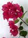 44" Bougainvillea Silk Flower Stem -Fuchsia (Pack of 6) - P-131050