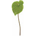 30" Soft Touch Artificial Anthurium Flower Stem -Light Green (pack of 6) - P140190