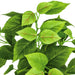 26" Hanging Cissus Leaf Silk Plant -Light Green (Pack of 12) - P140280