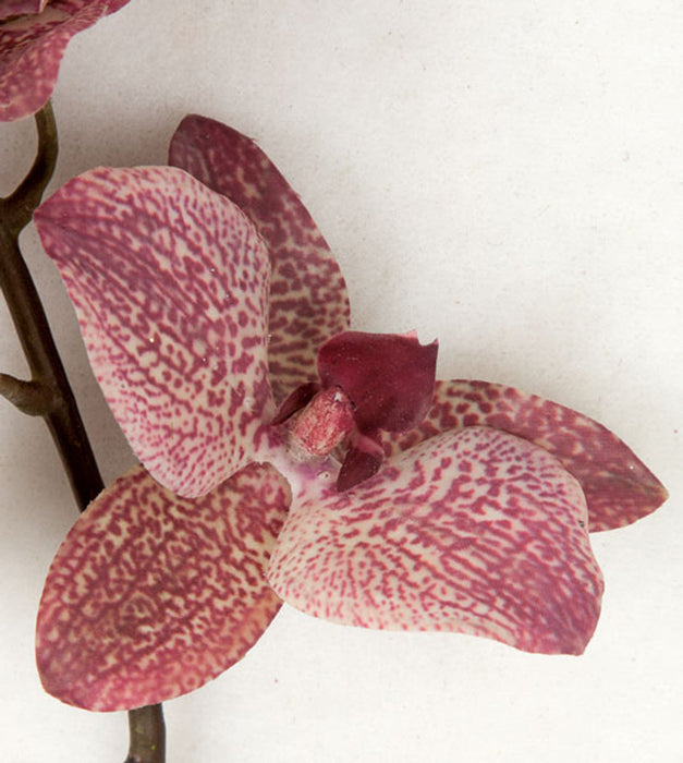 20" Phalaenopsis Orchid With Roots Silk Flower Stem -Mauve/Pink (Pack of 6) - P-140590