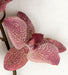 20" Phalaenopsis Orchid With Roots Silk Flower Stem -Mauve/Pink (Pack of 6) - P-140590