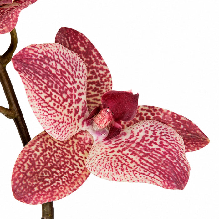 20" Phalaenopsis Orchid With Roots Silk Flower Stem -Mauve/Pink (Pack of 6) - P-140590