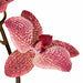 20" Phalaenopsis Orchid With Roots Silk Flower Stem -Mauve/Pink (Pack of 6) - P-140590