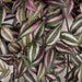 50" Hanging Wandering Jew Silk Plant -Pink/Green (pack of 4) - P153521