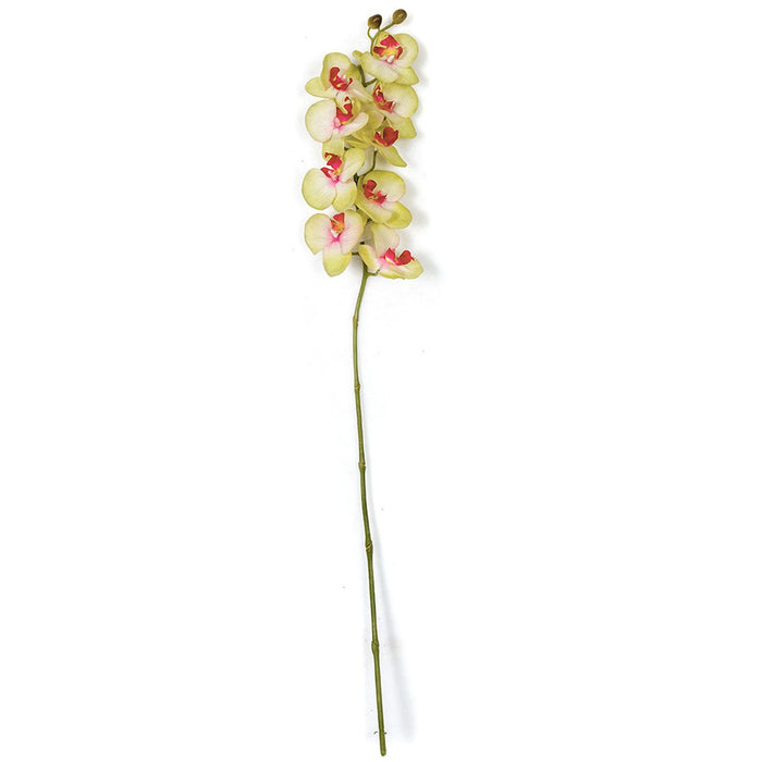 31" Silk Phalaenopsis Orchid Flower Stem -Light Green (pack of 12) - P160396
