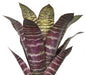 16" Artificial Bromeliad Plant -Burgundy/Green (pack of 4) - P173665