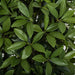 6' Artificial Bay Laurel Leaf Topiary Tree -2 Tone Green - P180460