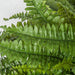 26"Hx52"W Boston Silk Fern Plant -Green (pack of 2) - P180550