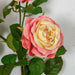 20" Rose Silk Flower Stem -Coral/Yellow (Pack of 12) - P-180900