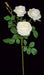 20" Rose Silk Flower Stem -White (Pack of 12) - P-180902