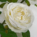 20" Rose Silk Flower Stem -White (Pack of 12) - P-180902