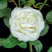 20" Rose Silk Flower Stem -White (Pack of 12) - P-180902
