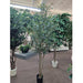 7'6" Silk Olive Tree With Olives w/Pot -Green - P181740