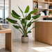 5' Bird of Paradise Silk Plant w/Plastic Pot -Green - P-184170
