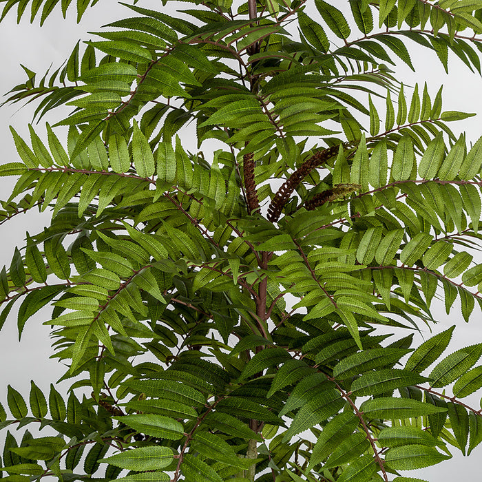 6'6" Silk Chinese Mahogany Tree w/Pot -Green - P190460