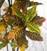 5' Croton Leaf Silk Plant w/Pot -Green/Red - P-220280