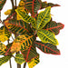 5' Croton Leaf Silk Plant w/Pot -Green/Red - P-220280