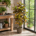 5' Croton Leaf Silk Plant w/Pot -Green/Red - P-220280