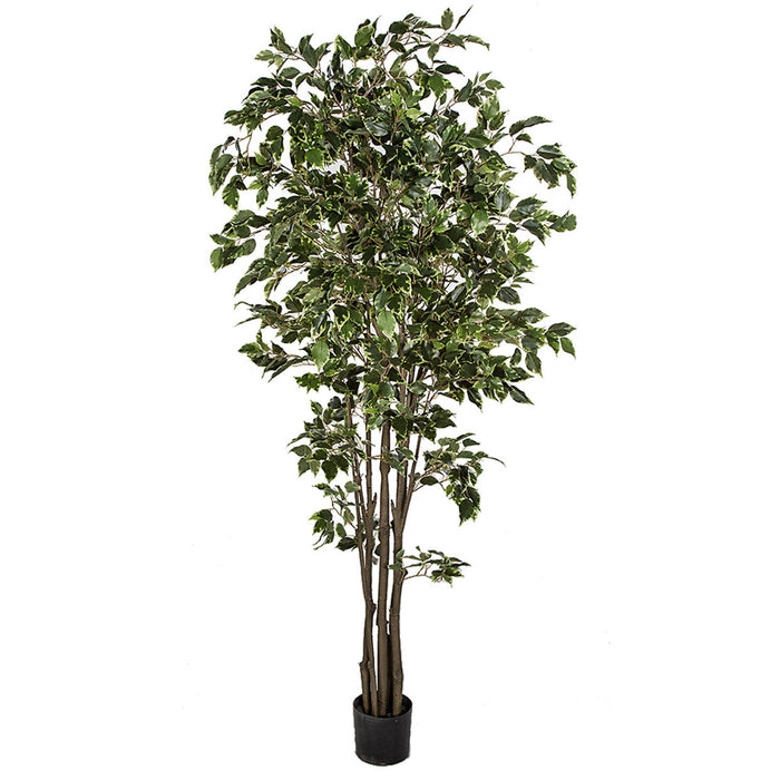 6' Deluxe Ficus Silk Tree w/Pot -1,781 Leaves -Variegated Green/White - P2295