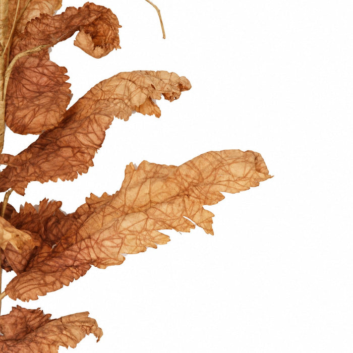 34" Mixed Silk Poppy Leaf Stem -2 Tone Brown (Pack of 12) - P-240210