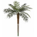 5' Phoenix Silk Palm Tree -Green - P2510