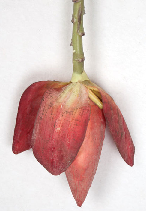 46" Artificial Banana Flower Stem -Red (pack of 12) - P-4865