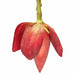 46" Artificial Banana Flower Stem -Red (Pack of 12) - P-4865