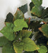 28" Hanging Maple Ivy Leaf Silk Plant -Green/Red (pack of 4) - P80180