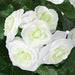 18" Begonia Silk Flower Bush -White (Pack of 6) - P-81980