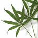28" Silk Marijuana Leaf Stem -Green (pack of 12) - P87210