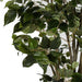 6'6" Deluxe Ficus Silk Tree w/Pot -1,781 Leaves -2 Tone Green - P2291