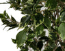 6' Deluxe Ficus Silk Tree w/Pot -1,781 Leaves -Variegated Green/White - P2295