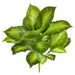 16" Real Touch Aglaonema Silver Queen Silk Plant -Green/Cream (Pack of 6) - PBA257-GR/CR