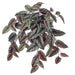 24" Hanging Rex Begonia Silk Plant -Green/Burgundy (pack of 6) - PBB008-GR/BU