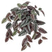 24" Hanging Rex Begonia Silk Plant -Green/Burgundy (Pack of 6) - PBB008-GR/BU