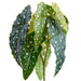 12" Silk Begonia Leaf Plant -Green (pack of 12) - PBB121-GR