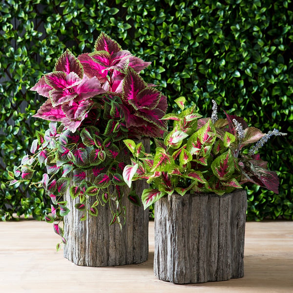 hanging plant red leaves 20" Mini Coleus Silk Hanging Plant -Red/Green (Pack of 12)