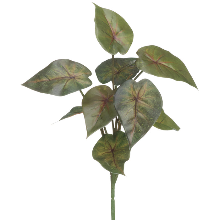 12.5" Caladium Leaf Silk Plant -2 Tone Green (Pack of 24)