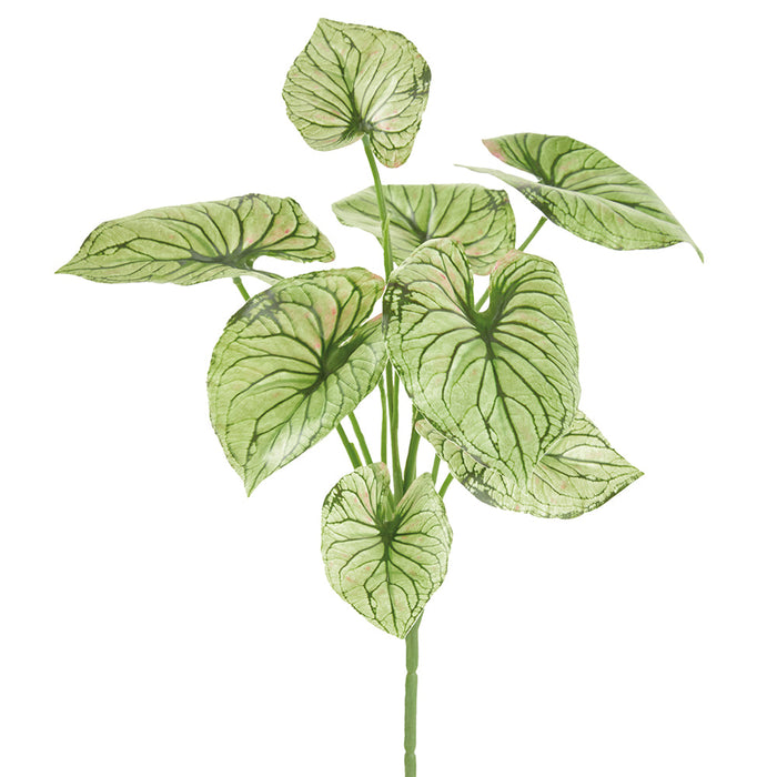12.5" Caladium Leaf Silk Plant -2 Tone Green (Pack of 24) - PBC509-GR/TT
