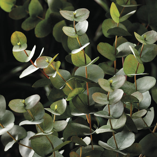 49" Eucalyptus Silk Plant -Green/Gray (Pack of 2) - PBE272-GR/GY