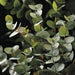 49" Eucalyptus Silk Plant -Green/Gray (Pack of 2) - PBE272-GR/GY