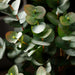 49" Eucalyptus Silk Plant -Green/Gray (Pack of 2) - PBE272-GR/GY