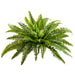 23" Silk Boston Fern Plant -Green (pack of 6) - PBF025-GR